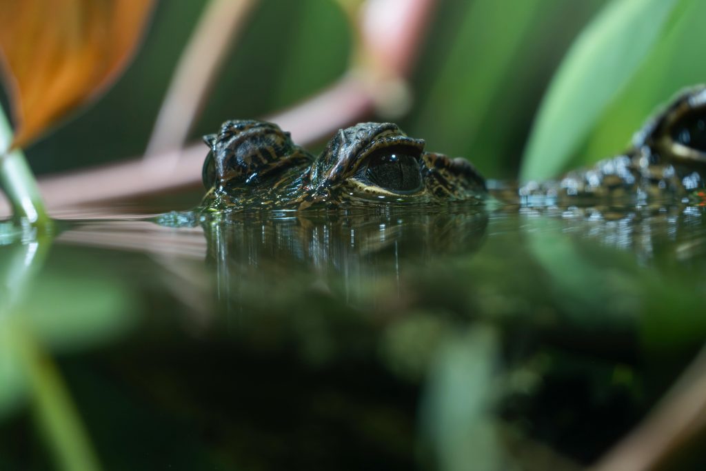 pexels-lorenzo-manera-686693293-35449078 (1) (2)