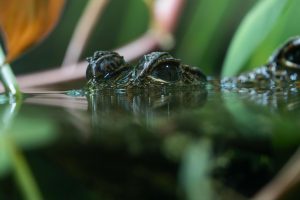 pexels-lorenzo-manera-686693293-35449078 (1) (2)